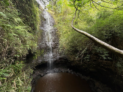 Ultimate Guide To The Ka’au Crater Hike